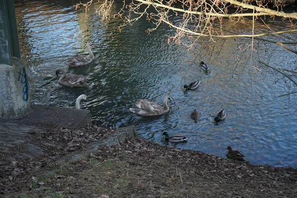Cisnes Mudos Jovens Patos Reais Nadam Rio Wuhle Inverno Berlim — Fotografia de Stock