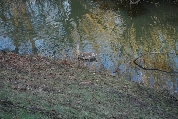 Jovem Cisne Mudo Nada Longo Rio Wuhle Inverno Cygnus Olor — Fotografia de Stock