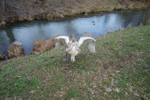 Jovem Cisne Mudo Com Asas Abertas Junto Rio Wuhle Inverno — Fotografia de Stock