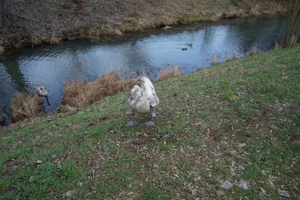 Cisnes Mudos Jovens Patos Reais Inverno Perto Rio Wuhle Cygnus — Fotografia de Stock