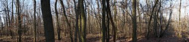 Fotoğraf panoraması. Kışın güzel orman manzarası. Berlin, Almanya 