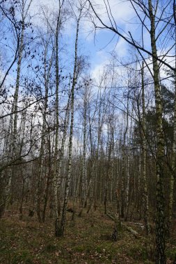 Rüzgarla savrulan ağaçlar, dallar ve yapraklarla kaplı kış ormanı. Berlin, Almanya