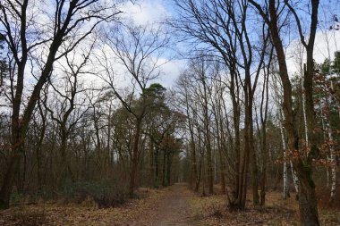 Kışın güzel orman manzarası. Berlin, Almanya 