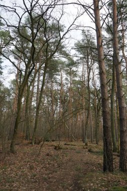 Rüzgarla savrulan ağaçlar, dallar ve yapraklarla kaplı kış ormanı. Berlin, Almanya