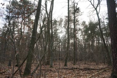 Alçakta uzanan güneş, kış ormanlarındaki ağaçların dallarında parlıyor. Berlin, Almanya 