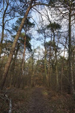 Rüzgarla savrulan ağaçlar, dallar ve yapraklarla kaplı kış ormanı. Berlin, Almanya