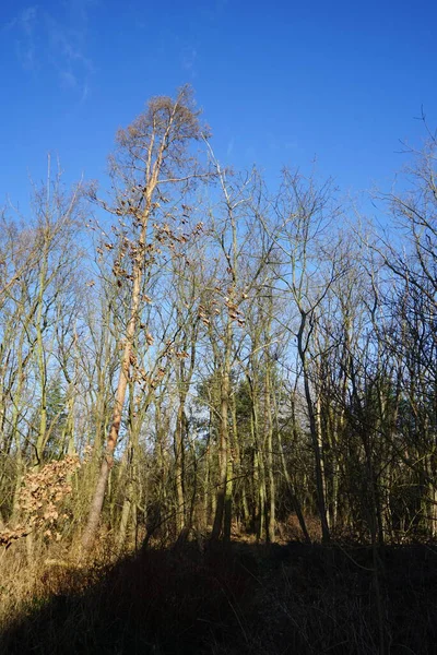 Hermoso Paisaje Forestal Invierno Berlín Alemania — Foto de Stock