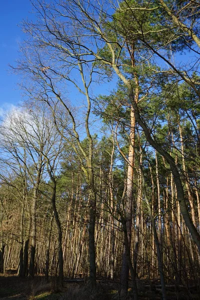 Vinterskog Med Vindblåsta Träd Grenar Och Lövverk Berlin Tyskland — Stockfoto