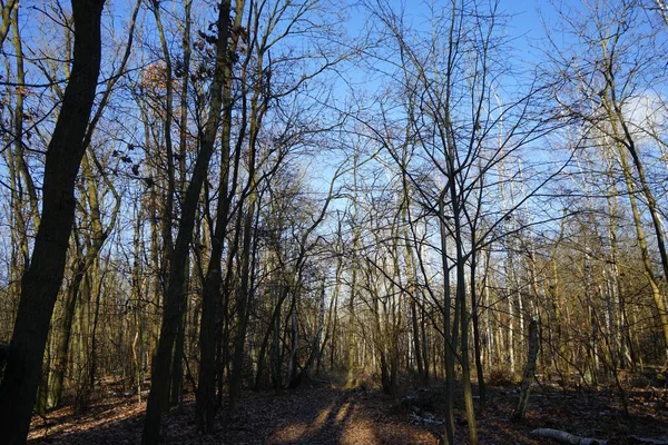 Vackert Skogslandskap Vintern Berlin Tyskland — Stockfoto