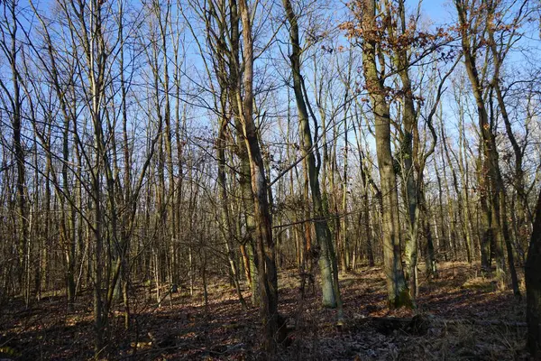 Чудовий Лісовий Ландшафт Взимку Берлін Німеччина — стокове фото