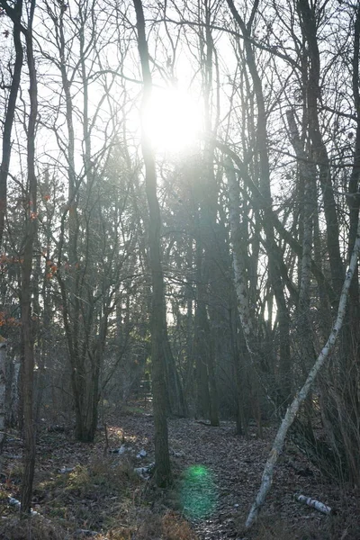 Sol Baixo Brilha Através Dos Ramos Das Árvores Floresta Inverno — Fotografia de Stock