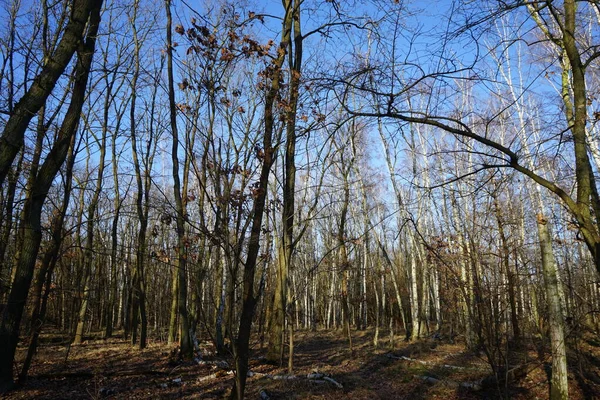 Hermoso Paisaje Forestal Invierno Berlín Alemania — Foto de Stock