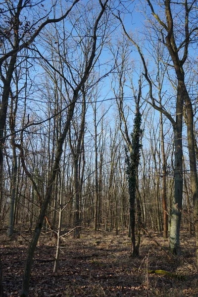 Prachtig Boslandschap Winter Berlijn Duitsland — Stockfoto