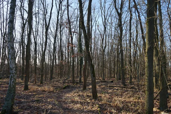 Schöne Waldlandschaft Winter Berlin Deutschland — Stockfoto