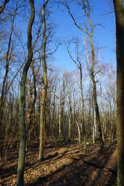 Beau Paysage Forestier Hiver Berlin Allemagne — Photo