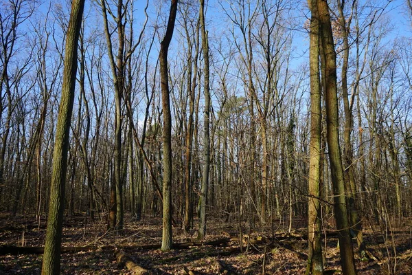 Bela Paisagem Florestal Inverno Berlim Alemanha — Fotografia de Stock