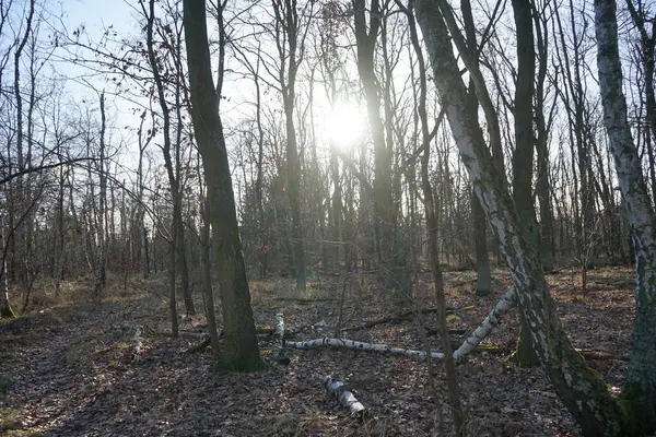 내리쬐는 태양은 가지를 베를린 — 스톡 사진