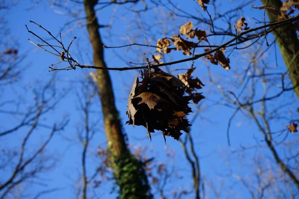 Tree Branches Blue Sky Winter Forest Berlin Germany — Stockfoto