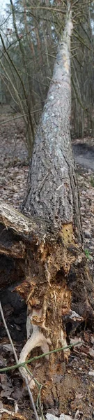 Verticale Foto Panorama Gevallen Boom Het Winterbos Berlijn Duitsland — Stockfoto