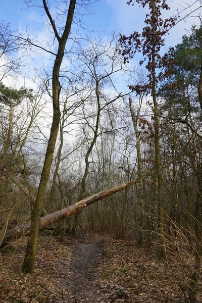 Winter Forest Wind Blown Trees Branches Fall Foliage Berlin Germany — Stock Photo, Image