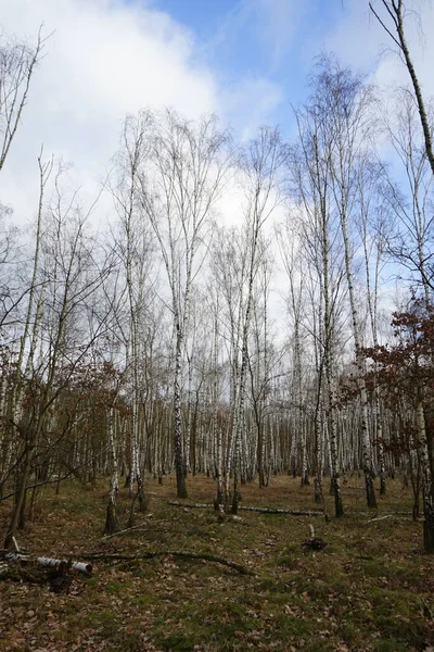 Winterwald Mit Windgewehten Bäumen Ästen Und Herabfallendem Laub Berlin Deutschland — Stockfoto