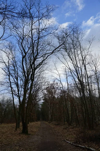 바람에 날리는 나무와 가지와 베를린 — 스톡 사진