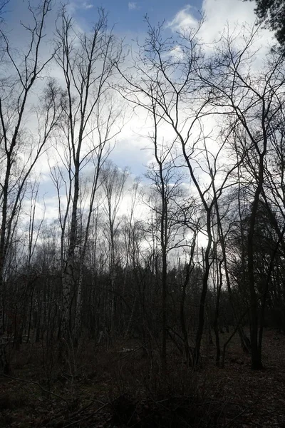 Beautiful Forest Landscape Winter Berlin Germany — Stock Photo, Image