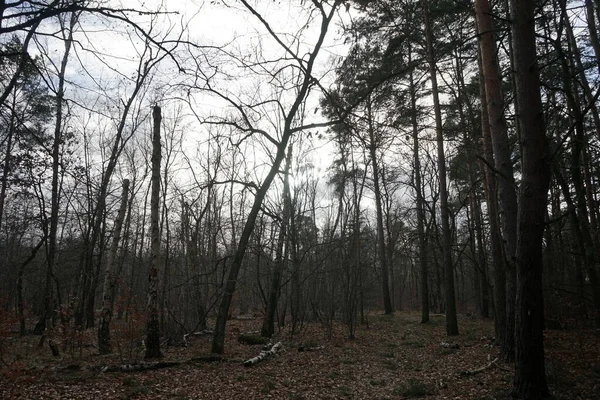 Téli Erdő Szélfútta Fákkal Ágakkal Őszi Lombozattal Berlin Németország — Stock Fotó