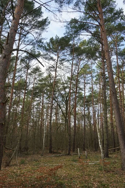 Téli Erdő Szélfútta Fákkal Ágakkal Őszi Lombozattal Berlin Németország — Stock Fotó
