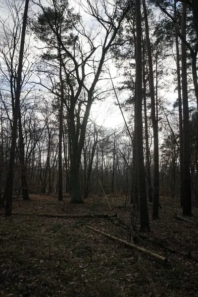 Forêt Hiver Avec Arbres Soufflés Par Vent Branches Feuillage Automne — Photo