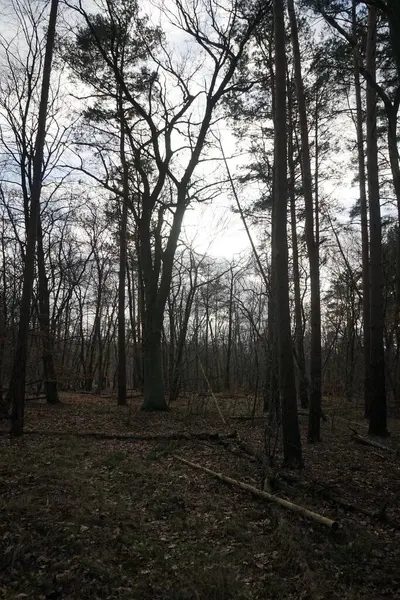 Floresta Inverno Com Árvores Sopradas Pelo Vento Ramos Folhagem Outono — Fotografia de Stock