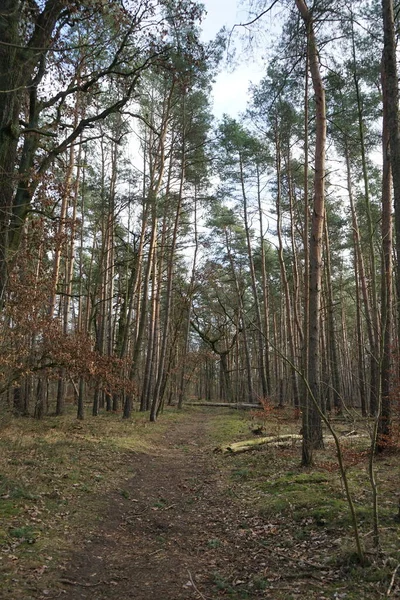 Winter Forest Wind Blown Trees Branches Fall Foliage Berlin Germany — Stock Photo, Image