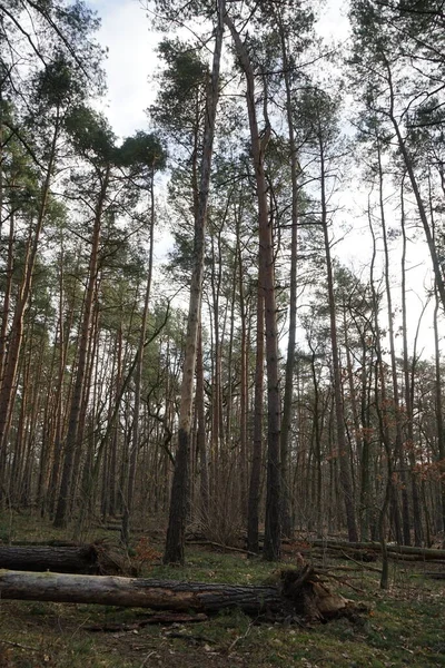 Bosque Invierno Con Árboles Soplados Por Viento Ramas Follaje Otoño — Foto de Stock