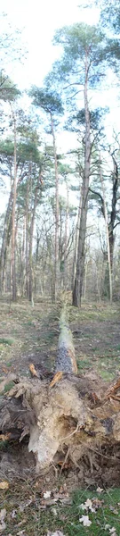 Svislé Fotografické Panorama Padlý Strom Zimním Lese Berlín Německo — Stock fotografie