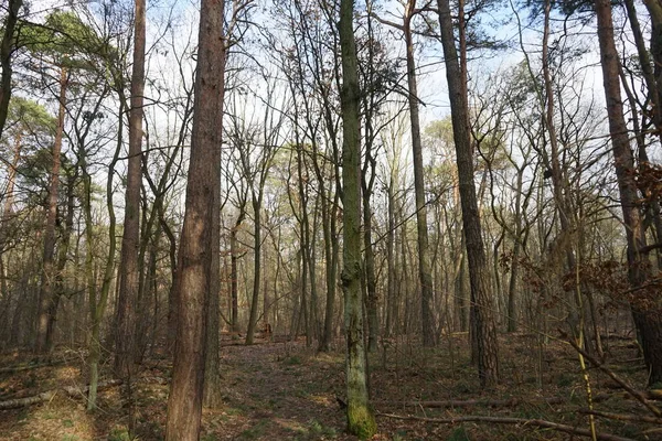 Forêt Hiver Avec Arbres Soufflés Par Vent Branches Feuillage Automne — Photo