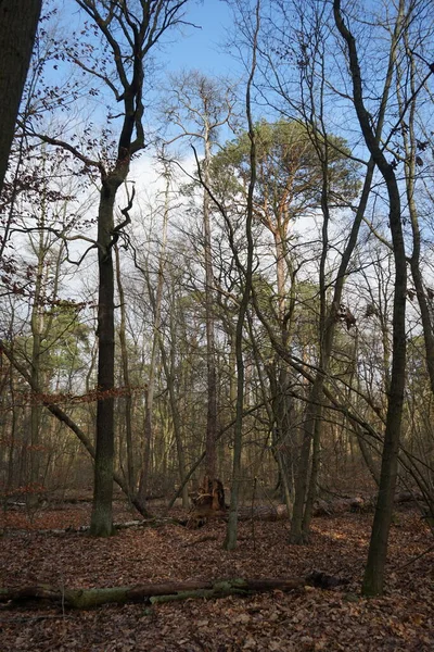 Floresta Inverno Com Árvores Sopradas Pelo Vento Ramos Folhagem Outono — Fotografia de Stock