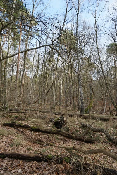 Foresta Invernale Con Alberi Soffiati Dal Vento Rami Fogliame Autunnale — Foto Stock