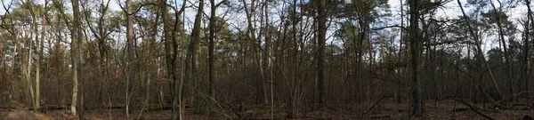 Panorama Photo Beau Paysage Forestier Hiver Berlin Allemagne — Photo