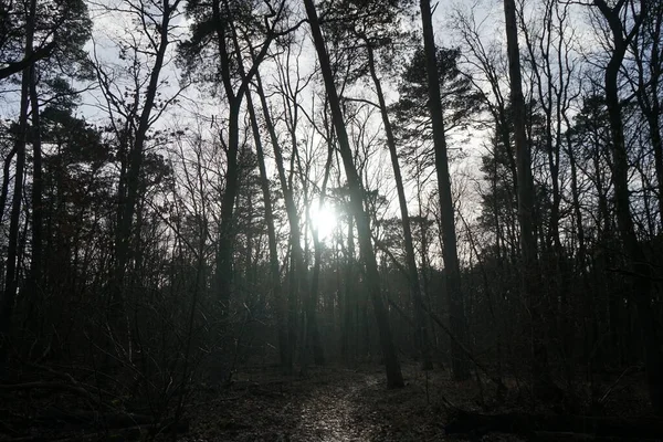 Sole Basso Splende Tra Rami Degli Alberi Nella Foresta Invernale — Foto Stock