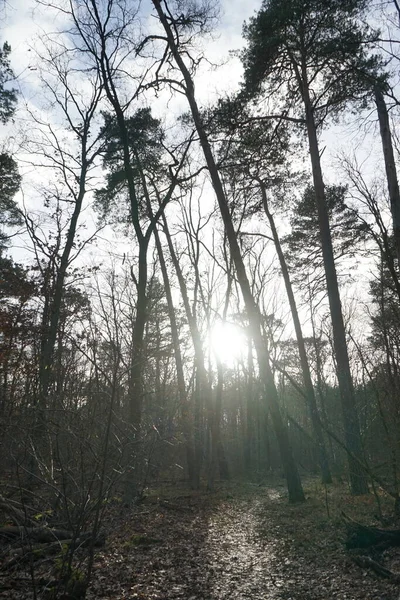 Sol Baixo Brilha Através Dos Ramos Das Árvores Floresta Inverno — Fotografia de Stock