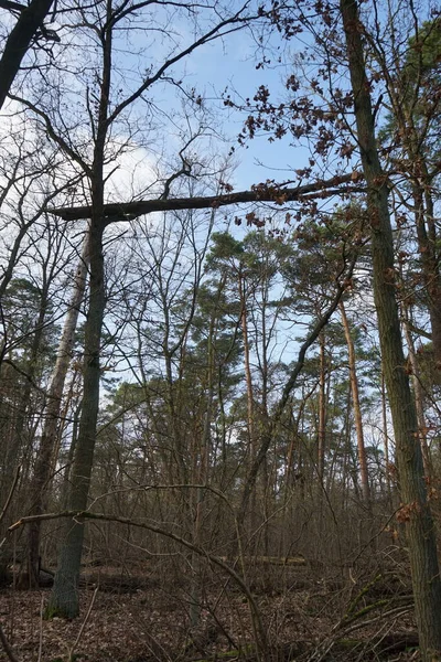 Winterwald Mit Windgewehten Bäumen Ästen Und Herabfallendem Laub Berlin Deutschland — Stockfoto