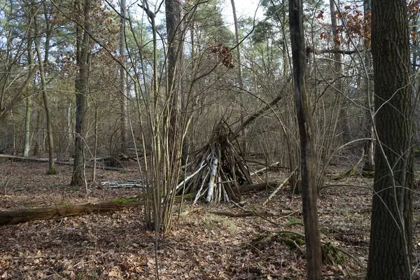 Bosque Invierno Con Árboles Soplados Por Viento Ramas Follaje Otoño —  Fotos de Stock