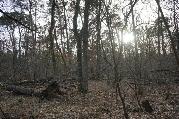 低地の太陽は冬の森の木の枝を通して輝きます ドイツ ベルリン — ストック写真