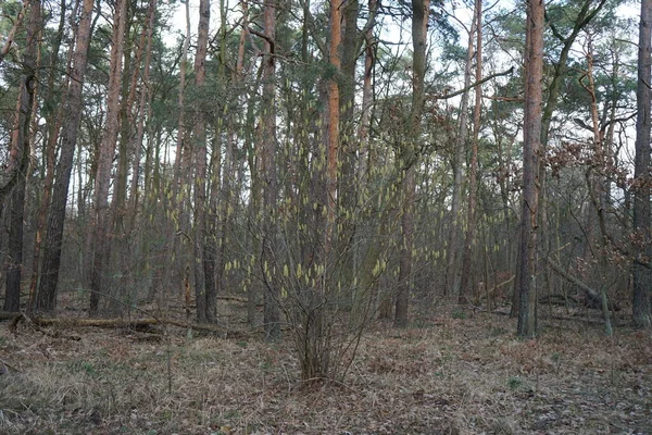 Winterbos Met Door Wind Geblazen Bomen Takken Gebladerte Berlijn Duitsland — Stockfoto