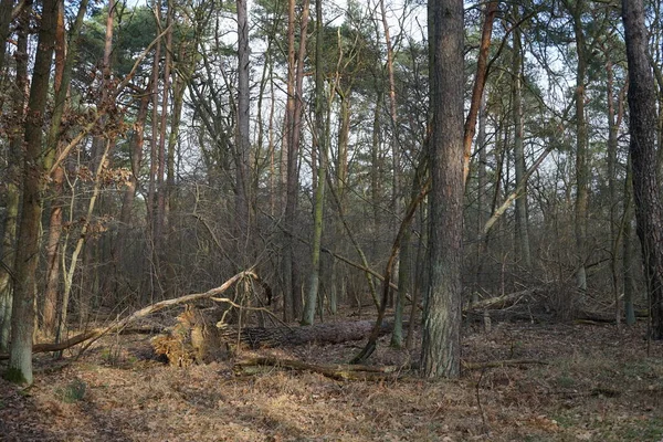 Zimní Les Větrem Foukanými Stromy Větvemi Podzimním Listím Berlín Německo — Stock fotografie