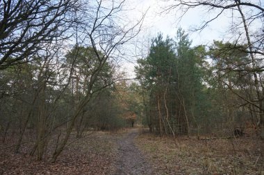 Kışın güzel orman manzarası. Berlin, Almanya 