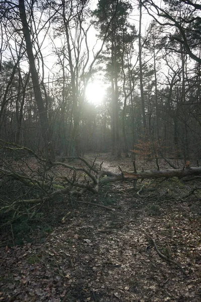 低洼的阳光透过冬季森林里的树枝照射着 德国柏林 — 图库照片