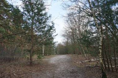 Rüzgarla savrulan ağaçlar, dallar ve yapraklarla kaplı kış ormanı. Berlin, Almanya