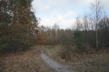 Kışın güzel orman manzarası. Berlin, Almanya 