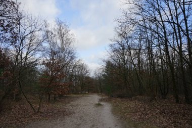 Kışın güzel orman manzarası. Berlin, Almanya 